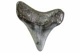 Bargain, Juvenile Megalodon Tooth - Georgia #163330-1